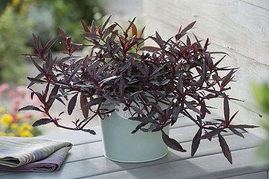 黑暗来临，苏醒吧！ Firaxis Games开发的《漫威暗夜之子》 将于2022年3月全球推出